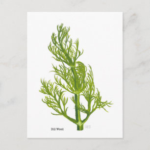 Dill Art Postcard