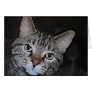Dillan le chat