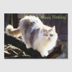 Dilute Calico Maine Coon Cat Birthday