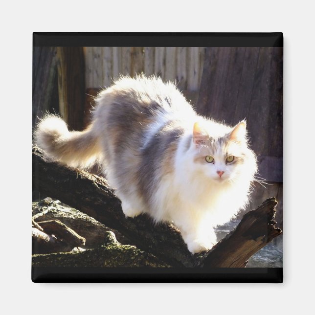 Dilute Calico Maine Coon Cat Magnet (Front)