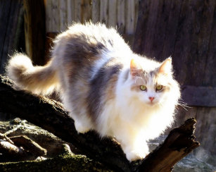 Dilute Calico Cat Gifts On Zazzle Ca