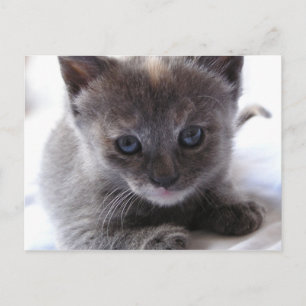 Dilute Tortoiseshell Kitten Postcard