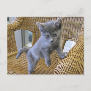 Dilute Tortoiseshell Kitten Postcard