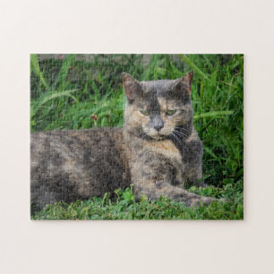 Diluted Calico Cat Jigsaw Puzzle