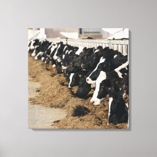Diminishing Perspective of Cow's Heads Grazing Canvas Print