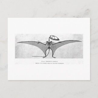 Dimorphodon macronyx art postcard