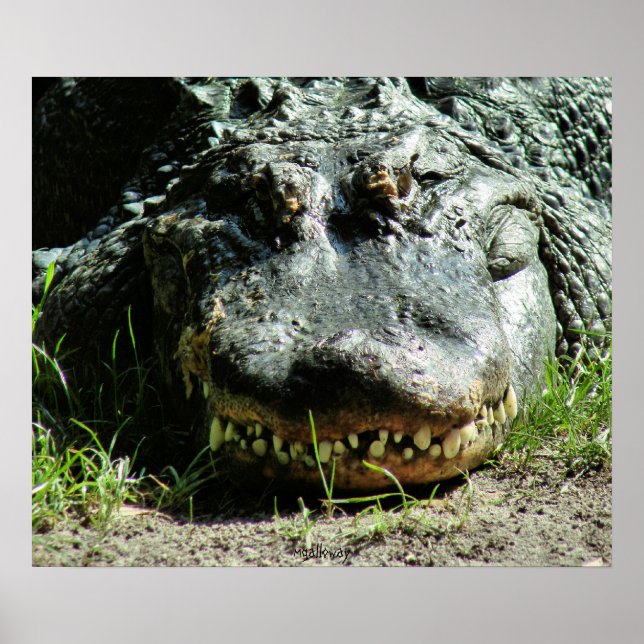 Dinasaur Poster (Front)