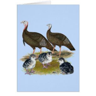 Dindes Famille Sauvage de l'Est