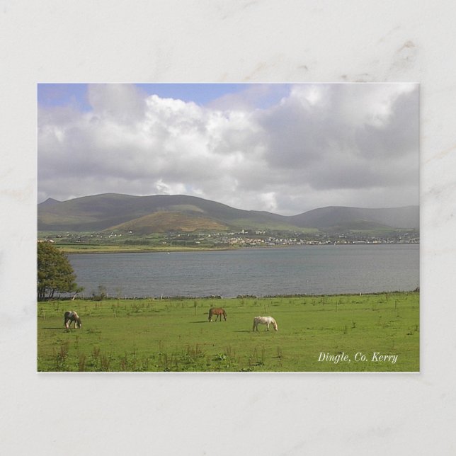 Dingle Bay, Co. Kerry Postcard (Front)