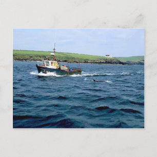 Dingle Fungi dolphin.jpg Postcard