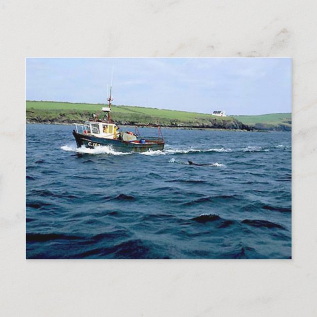 Dingle Fungi dolphin.jpg Postcard (Front)