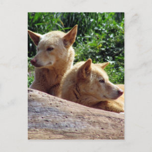 dingo australia postcard