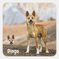 Dingo background