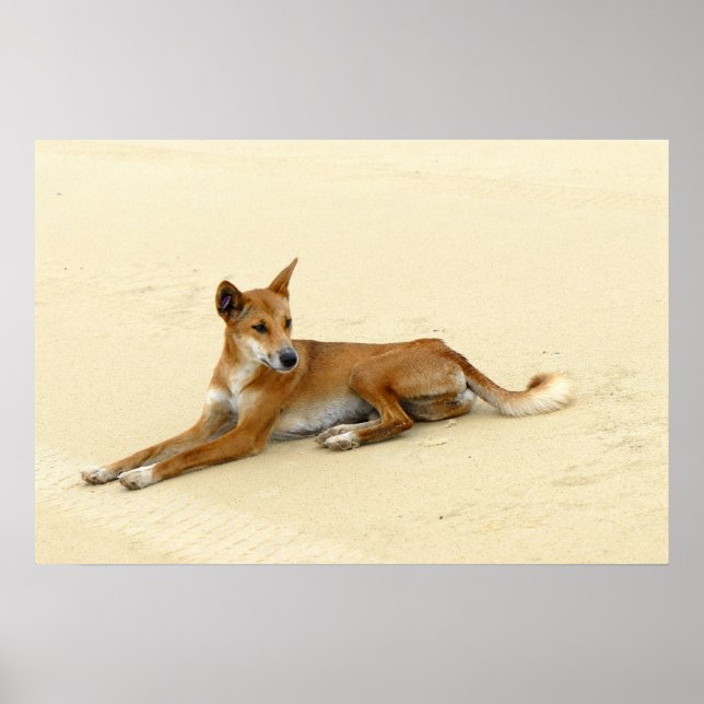 Dingo in the wild poster (Front)