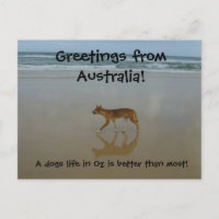 Dingo postcard