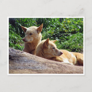 dingo postcard
