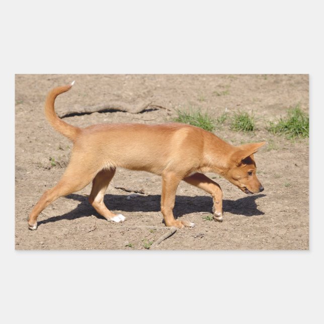 Dingo walking sticker (Front)