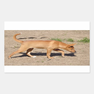 Dingo walking sticker
