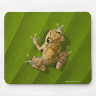 Dink frog (Eleutherodactylus diastema) on a leaf Mouse Pad