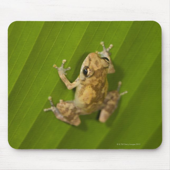 Dink frog (Eleutherodactylus diastema) on a leaf Mouse Pad (Front)