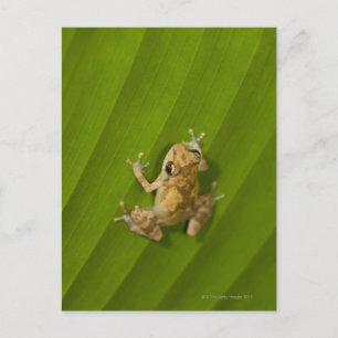 Dink frog (Eleutherodactylus diastema) on a leaf Postcard