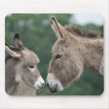 Dinky donkey