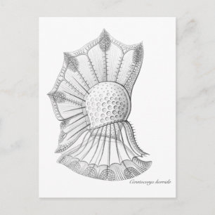 Dinoflagellate Postcard