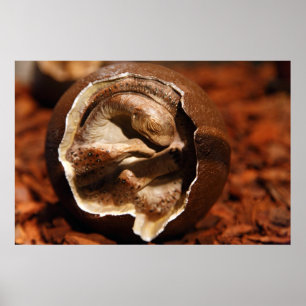 Dinosaur egg with embryo poster
