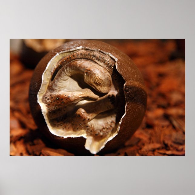 Dinosaur egg with embryo poster (Front)