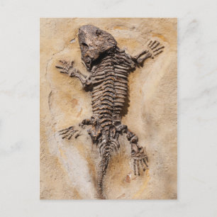 Dinosaur Fossil Postcard