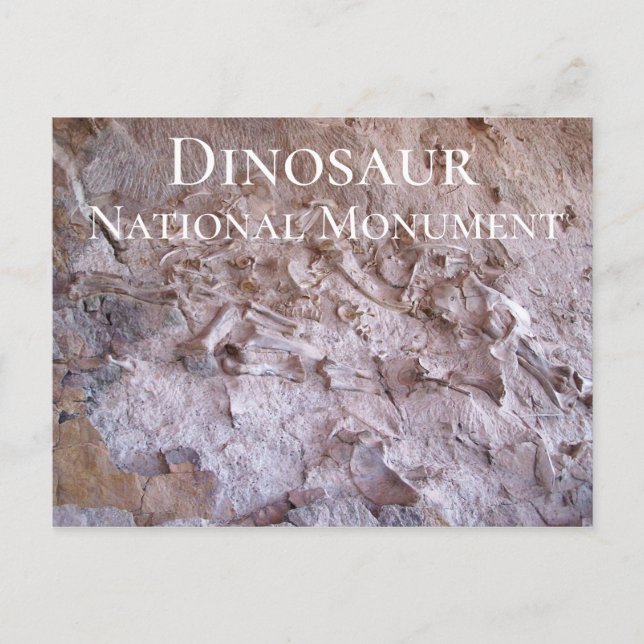 Dinosaur Fossils Dinosaur National Monument Quarry Postcard (Front)