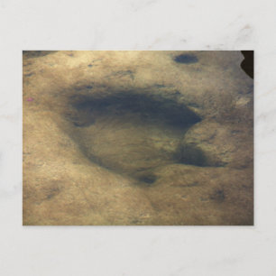 Dinosaur Tracks in Texas 2 postcard