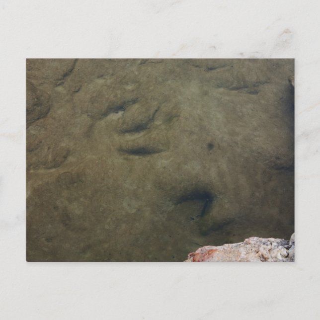Dinosaur Trails en Texas 5 carte postale (Devant)
