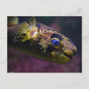 Diodon holocanthus postcard