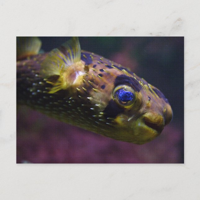 Diodon holocanthus postcard (Front)