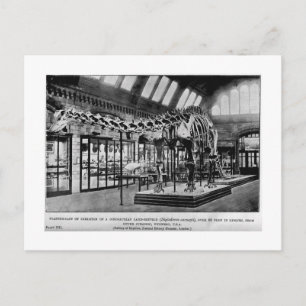 Diplodocus carnegii skeleton art postcard