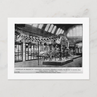 Diplodocus carnegii skeleton art postcard