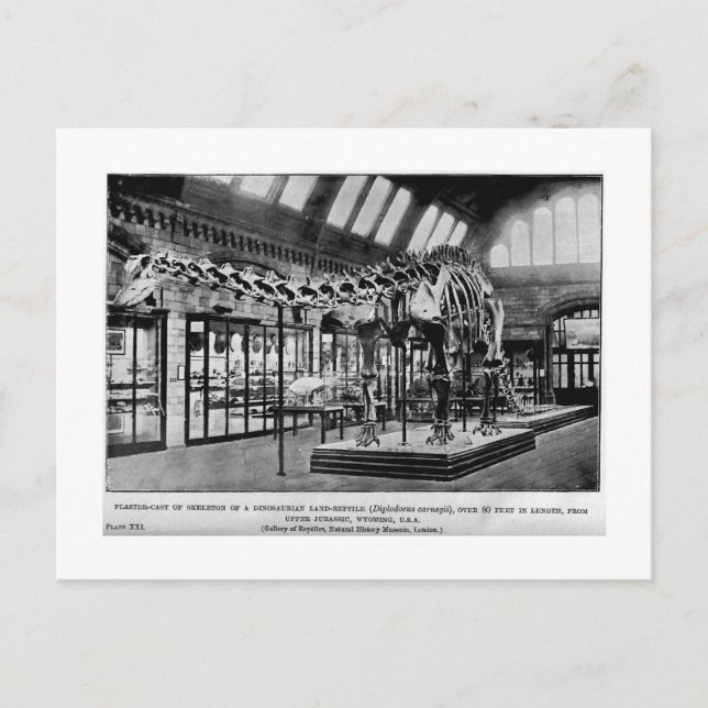 Diplodocus carnegii skeleton art postcard (Front)
