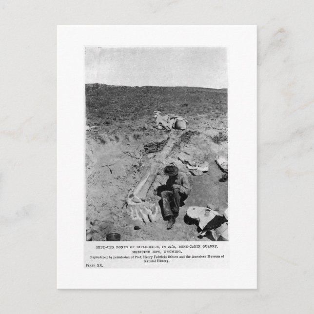 Diplodocus dinosaur dig art postcard (Front)