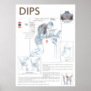 Dips Anatomy Exercise Instruction Gym Poster