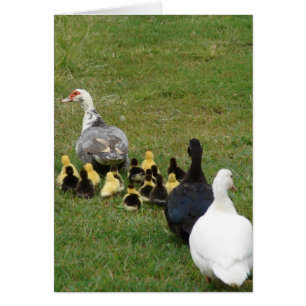 Diriger Les Muscovies Familiaux Dans Une Ligne