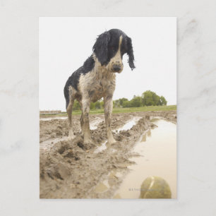 Dirty dog looking at tennis ball in mud postcard