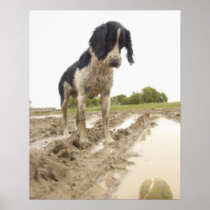 Dirty dog looking at tennis ball in mud poster