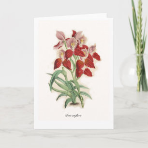 Disa uniflora card