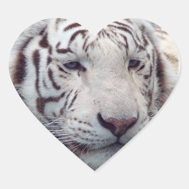 Disappearing Tigers Heart Sticker (Front)