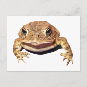 Disapproving Toad Postcard