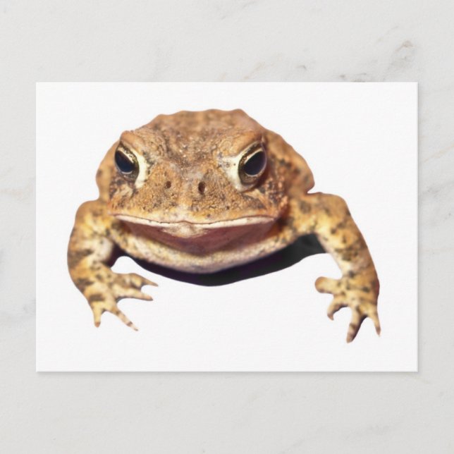 Disapproving Toad Postcard (Front)