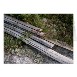 Discarded lobster pot ribs, rejoining nature