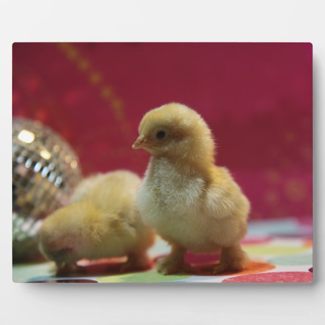 Disco Chicks Plaque (Front)