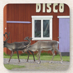 DISCO DEER COASTER